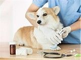 白沙宠物美容服务专业技术确保宠物的健康美丽