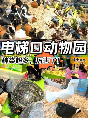 电梯口竟然能开个动物园，真神奇