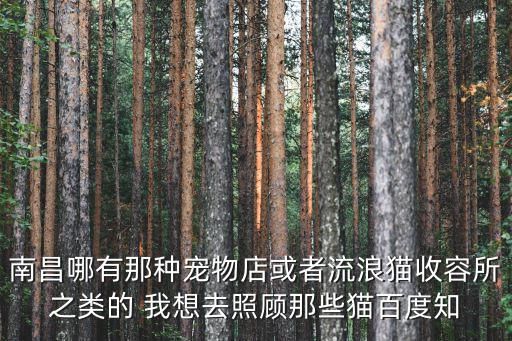南昌哪有那种宠物店或者流浪猫收容所之类的 我想去照顾那些猫百度知