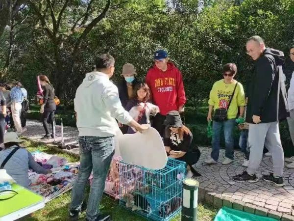宠物领养救助网苏州市宠物救助领养中心