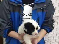 宠物狗救助站有大量宠物狗苏州市宠物救助领养收养收容站