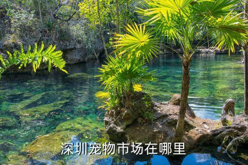 深圳宠物市场在哪里