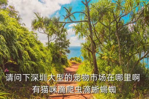 请问下深圳大型的宠物市场在哪里啊 有猫咪滴爬虫滴蜥蜴蜘