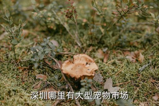 深圳哪里有大型宠物市场
