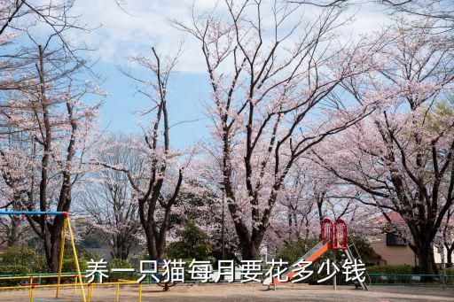 养一只猫每月要花多少钱