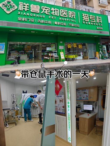 祥兽宠物医院，异宠友好，价格实惠，医生人超好
