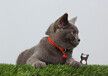 深圳英国短毛猫价格多少钱英国短毛猫哪家好英国短毛猫图片—猫咪交易网