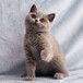 英短蓝猫、英短蓝猫价格、英短蓝猫好养么、英短蓝猫图片—猫咪交易网