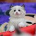布偶猫_布偶猫价格布偶猫图片布偶猫好养么—猫咪交易网