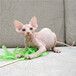 深圳哪里有卖无毛猫_无毛猫多少钱一只_无毛猫怎么养—猫咪交易网