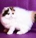 波斯猫、上海波斯猫多少钱一只_波斯猫图片论坛价格—猫咪交易网