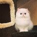 波斯猫_波斯猫价格_波斯猫好养么波斯猫哪里有卖—猫咪交易网