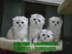 深圳哪里有卖纯种苏格兰折耳猫深圳纯种苏格兰折耳猫哪里有卖