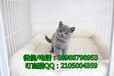 深圳哪里有卖纯种英短蓝猫深圳纯种英短蓝猫价格