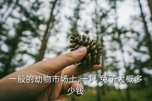 一般的动物市场上,一只 兔子大概多少钱