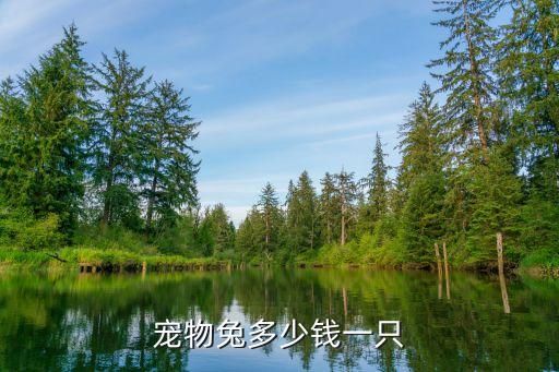 宠物兔多少钱一只