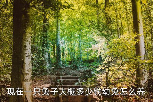 现在一只兔子大概多少钱幼兔怎么养