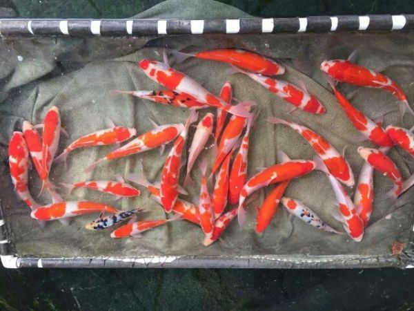 红白锦鲤,三色锦鲤