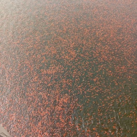 一斤80-100条左右的小红草,16一斤出,量大的私聊我