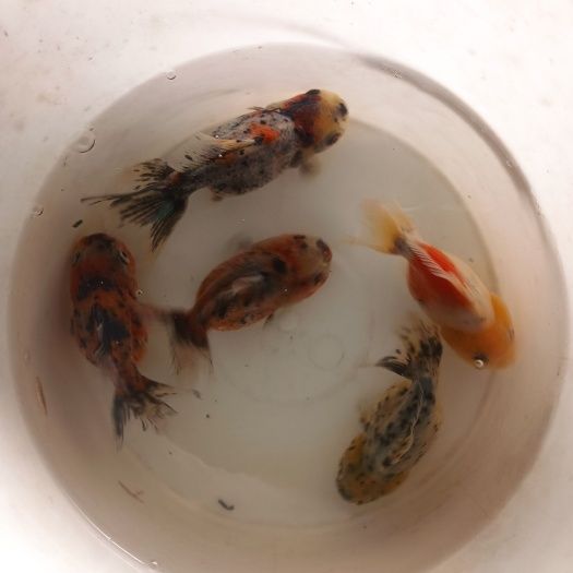 自产自销,元宝狮,黑红泰狮,混合发货