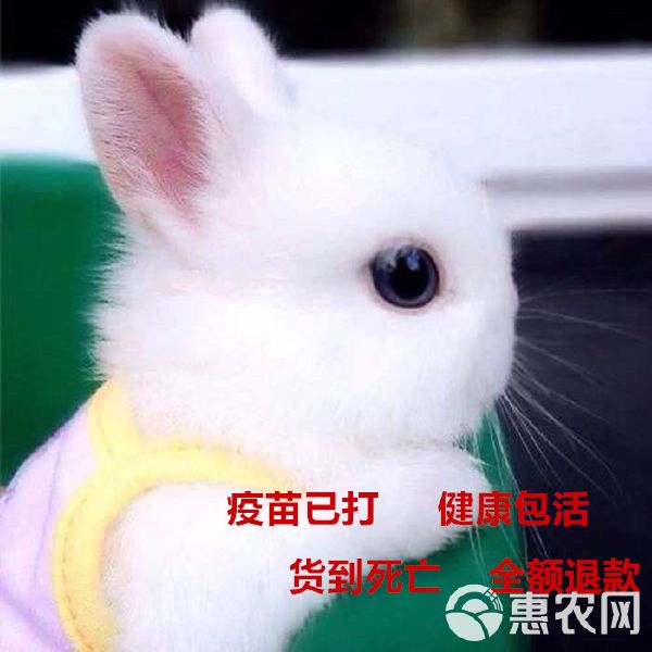 小兔子活体 迷你长不大小型垂耳小白兔宠物