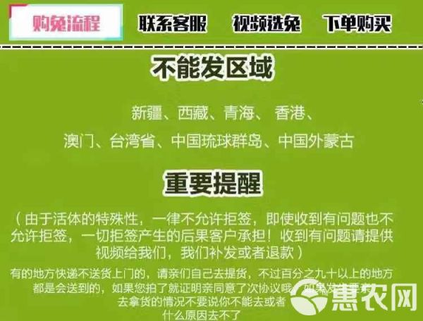 小兔子活体 迷你长不大小型垂耳小白兔宠物
