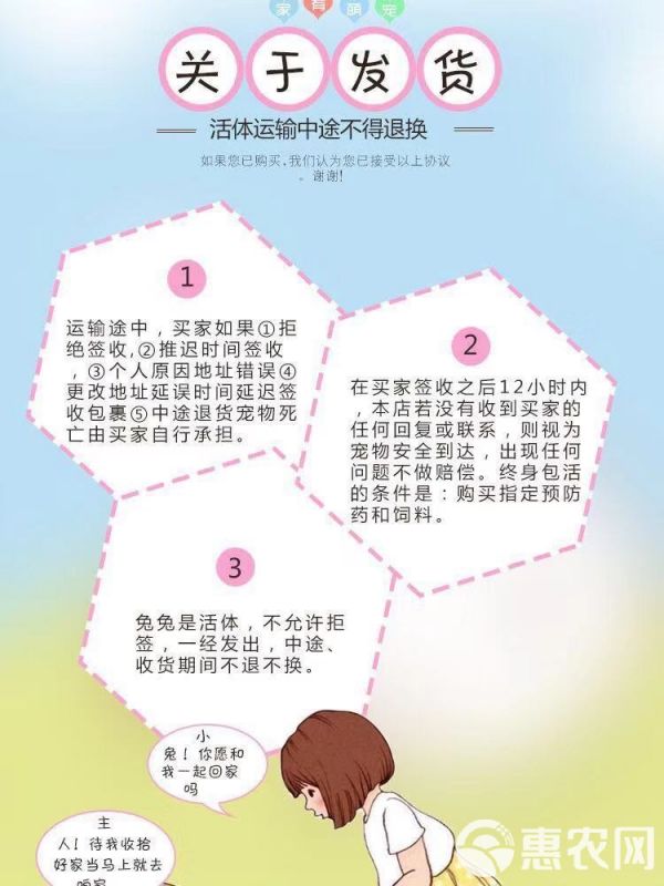 小兔子活体 迷你长不大小型垂耳小白兔宠物