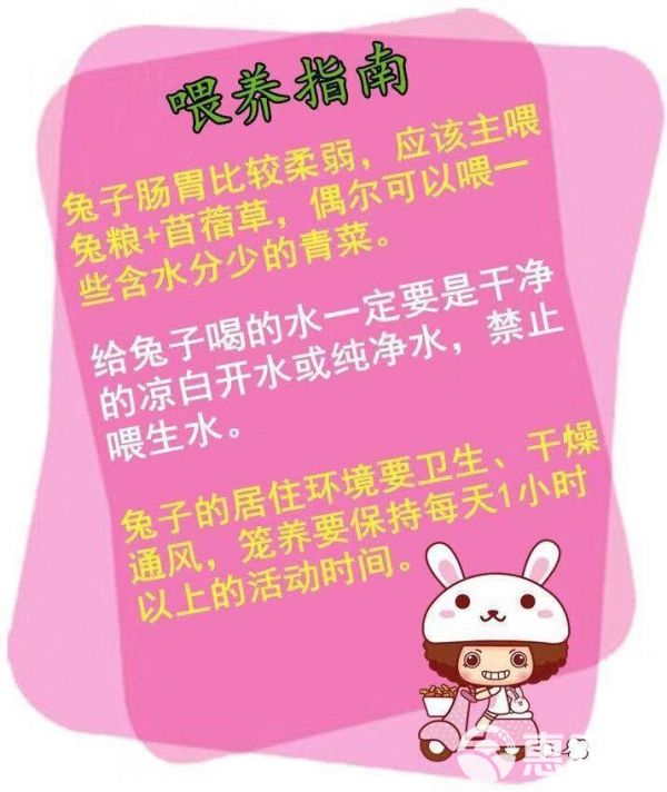 小兔子活体 迷你长不大小型垂耳小白兔宠物