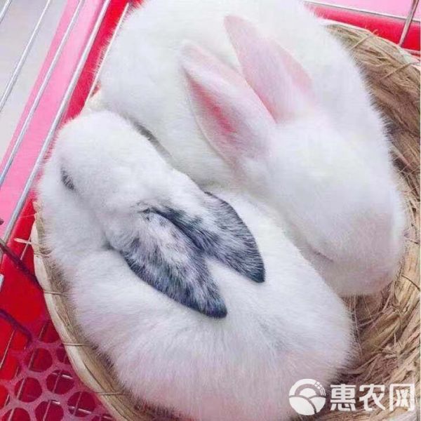 小兔子活体 迷你长不大小型垂耳小白兔宠物