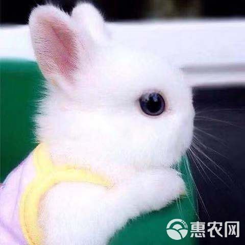 小兔子活体 迷你长不大小型垂耳小白兔宠物