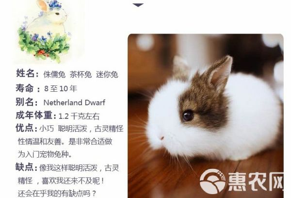 小兔子活体 迷你长不大小型垂耳小白兔宠物