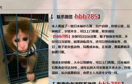 哪里有卖猴子的（哪里有卖猴子的我想买个）