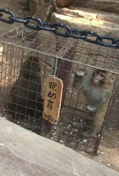 哪里有卖猴子的（哪里有卖猴子的我想买个）