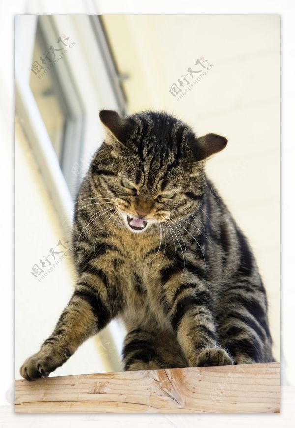 可爱宠物猫