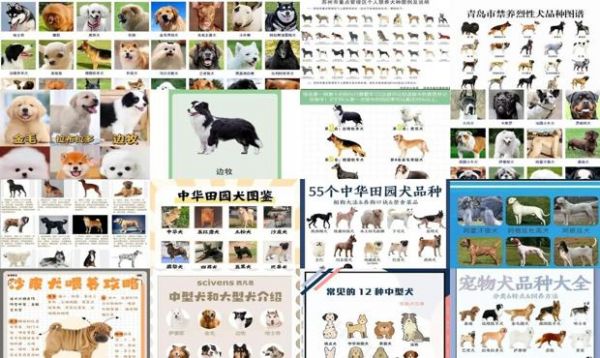 中型犬品种大全图片及名称