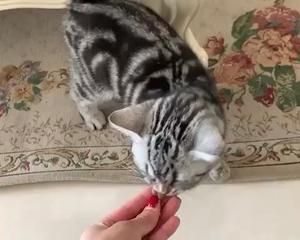 宠物加餐丸子的做法 步骤7