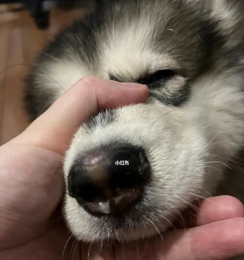 安宫牛黄丸怎么喂犬瘟狗？犬瘟热治疗中安宫牛黄丸的使用方法是什么？