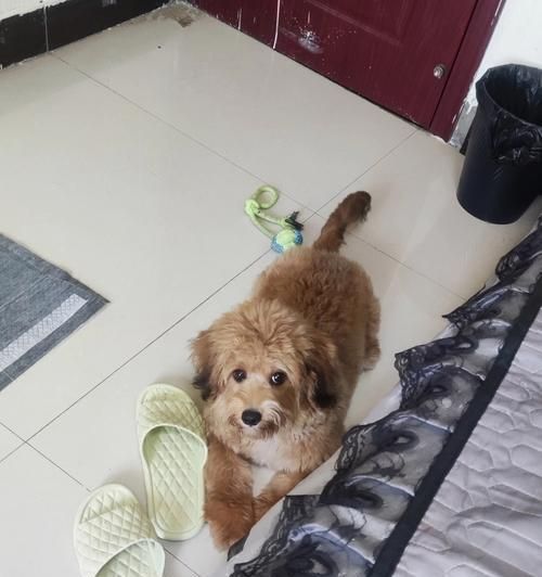 安宫牛黄丸怎么喂犬瘟狗？犬瘟热治疗中安宫牛黄丸的使用方法是什么？