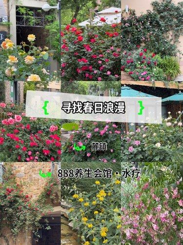 城市玩乐攻略｜错过成都的春天也不能错过这里！