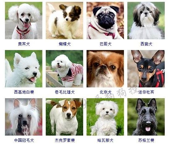 100种狗狗名字_狗狗名字品种名称_美国最常见的狗狗名字大全