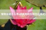 宠物快递怎么寄(快递狗的五种托运方式)