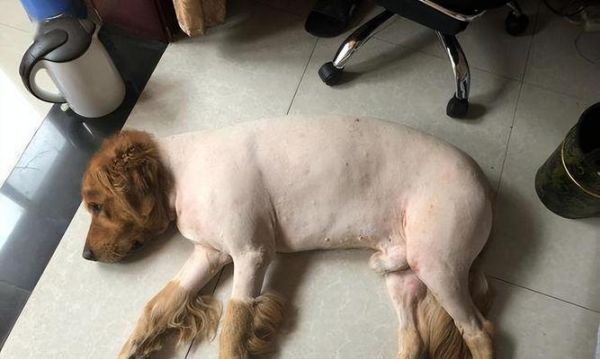 如何养护金毛犬脚掌肉垫？（宠物爱护必备，金毛犬足部健康养护全攻略）