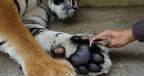 如何养护金毛犬脚掌肉垫？（宠物爱护必备，金毛犬足部健康养护全攻略）