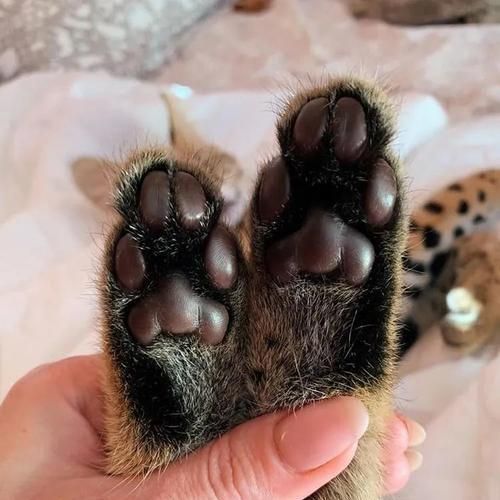 如何养护金毛犬脚掌肉垫？（宠物爱护必备，金毛犬足部健康养护全攻略）