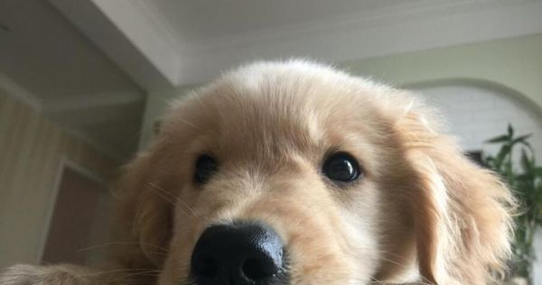 如何应对宠物金毛犬的感冒（预防、治疗及护理，让你的金毛犬远离感冒）