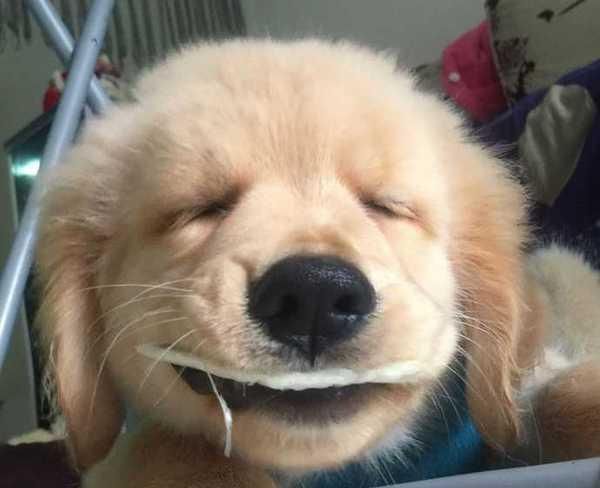 如何应对宠物金毛犬的感冒（预防、治疗及护理，让你的金毛犬远离感冒）