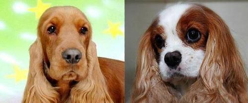 可卡犬与金毛的区别（宠物爱好者必读，了解两个品种的不同）