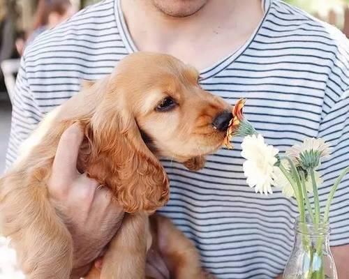 可卡犬与金毛的区别（宠物爱好者必读，了解两个品种的不同）