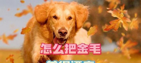 养金毛的全面指南（宠物养护、训练、喂养等全面解析）
