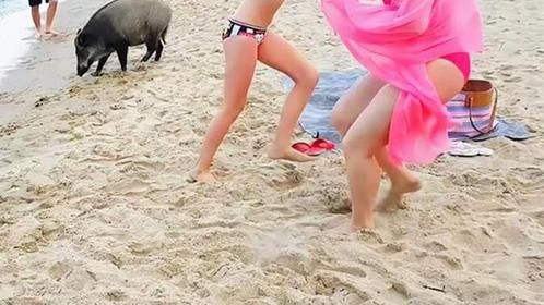 比基尼美女遭不明生物突袭，后续发展太羞耻,镜头记录高能瞬间！